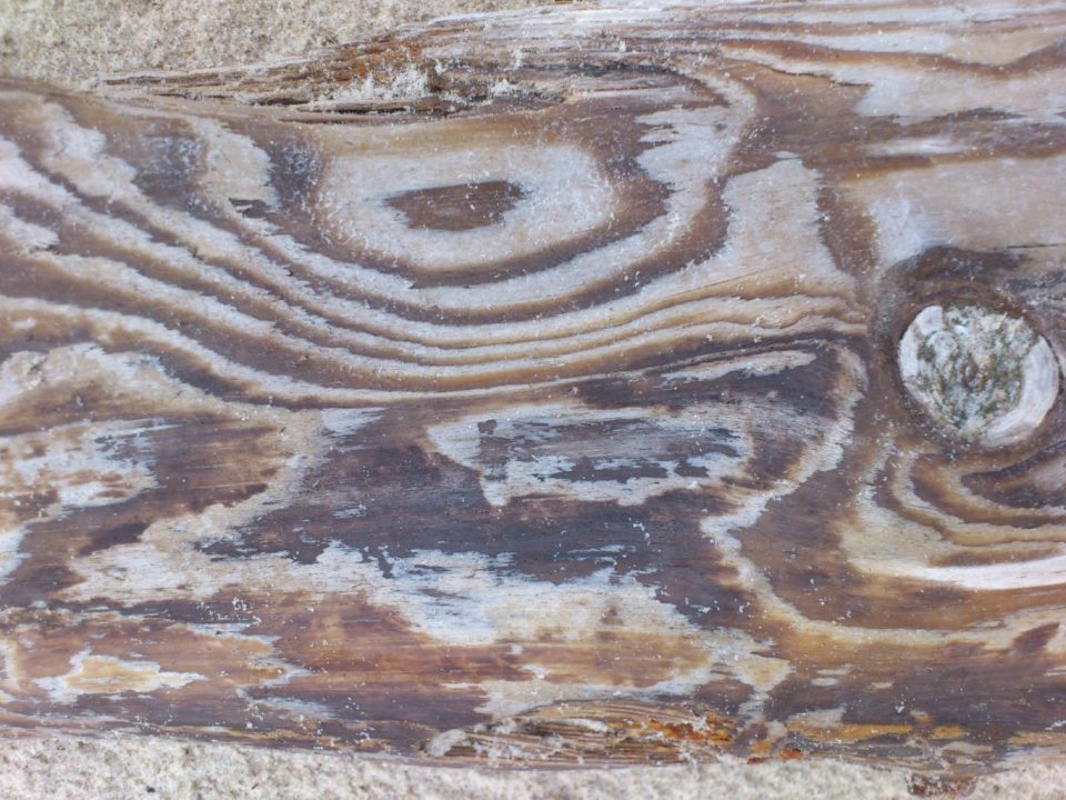 Treibholz im Strand