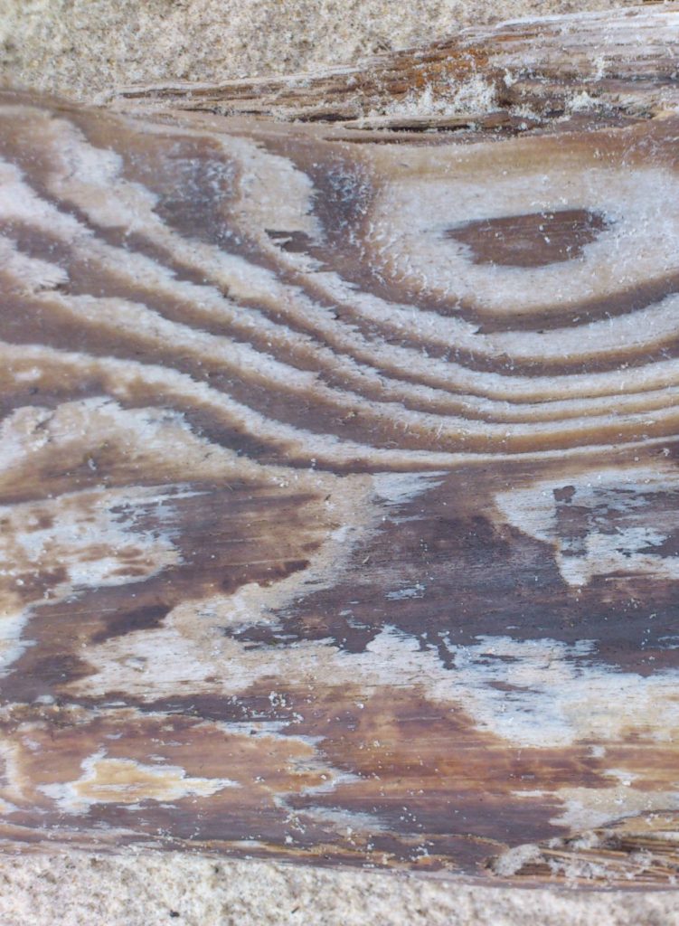 Treibholz im Sand
